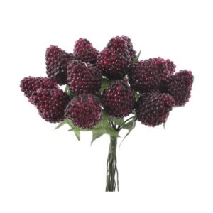 69can4844 Malinki 11cm X12 W Pêczku (ff4844) 864 72bu 12bu Burg
